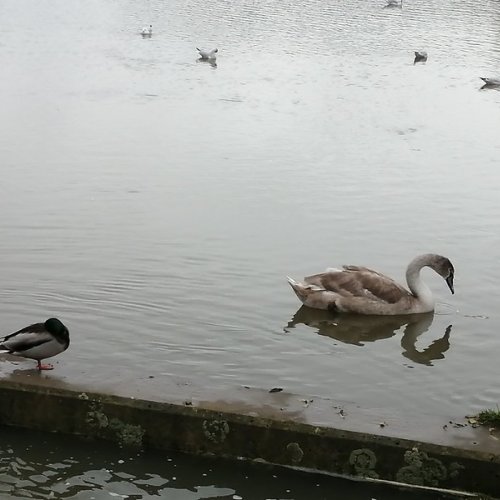 Winter in our local country park with mallards and a cygnet.
