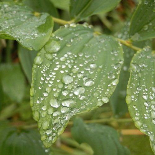 Rain on a Solomon's Seal leaf.