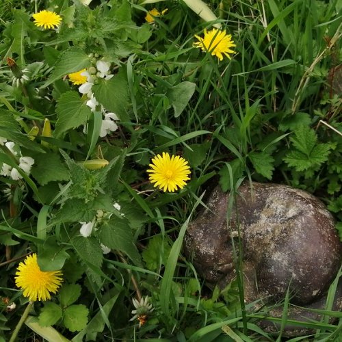 Dandelions and white dead-nettle on the cat's grave.
