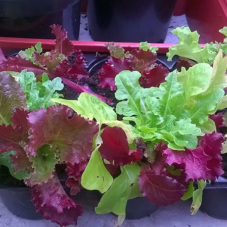 Transplanted supermarket 'living salad'.