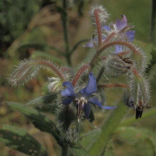 Borage, a beautiful flower that spreads rampantly across my garden from one packet of seeds bought years ago.  The unwanted plants are wonderful for the compost heap and the rest feed the bees and my soul.  The flowers look glorious floating in a jug of iced water.