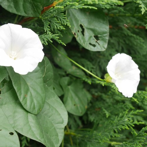 Bindweed, so evocative of childhood when we popped the flowers off by squeezing the base chanting, 'Grandmother, grandmother jump out of bed!' It's a nuisance in the wrong place, but can be seen as a stunning white variety of Morning Glory when running through a hedge.  