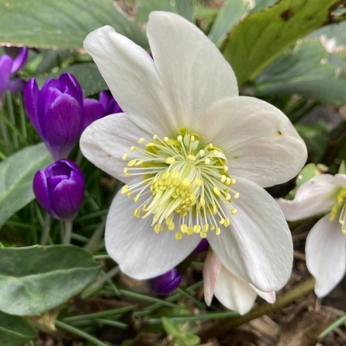 You have to get down close to see the complexity of this hellebore flower.