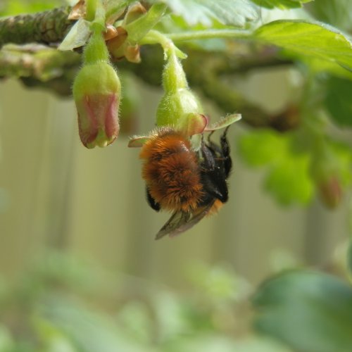 A red-tailed bumble bee pollinating my gooseberry flowers.