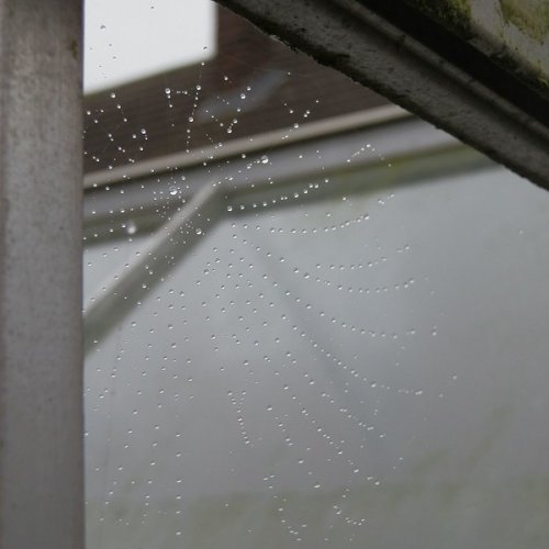 January greenhouse with a spider's web