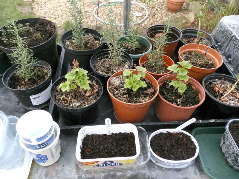 Rosemary and redcurrant cuttings.