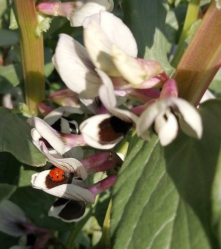 Ladybird on autumn sown broad bean flowers.