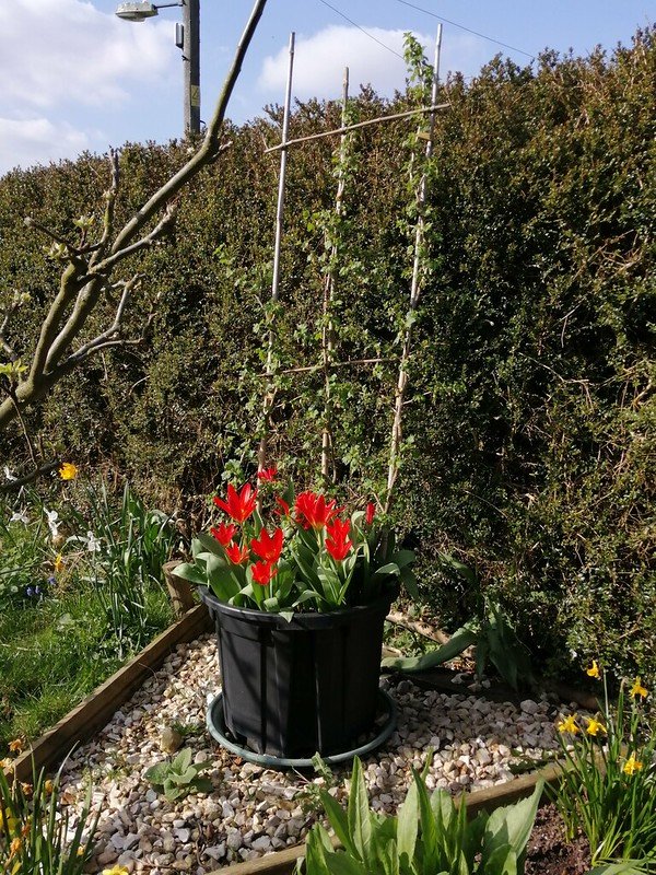 Tulips under a trained gooseberry.