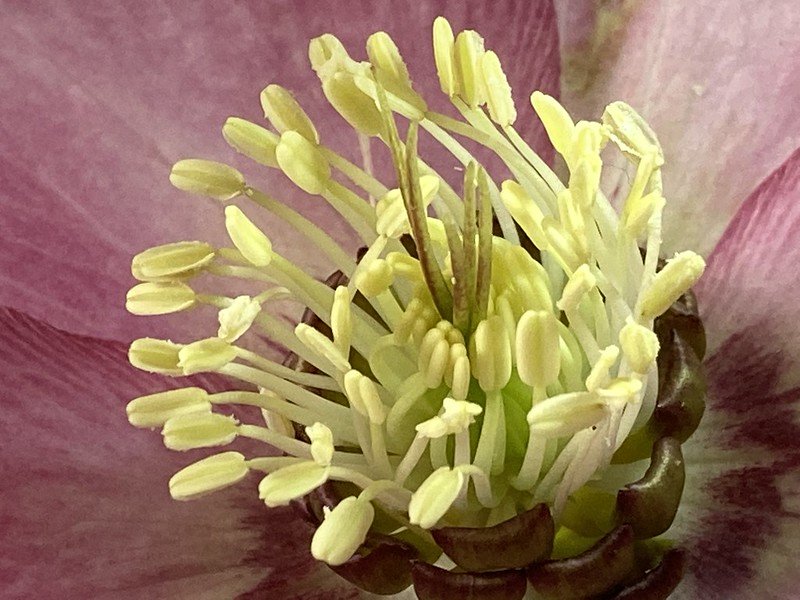 Hellebore stamens captured with a microscope.