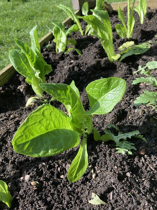Autumn-sown lettuce planted out (pre-fleece).
