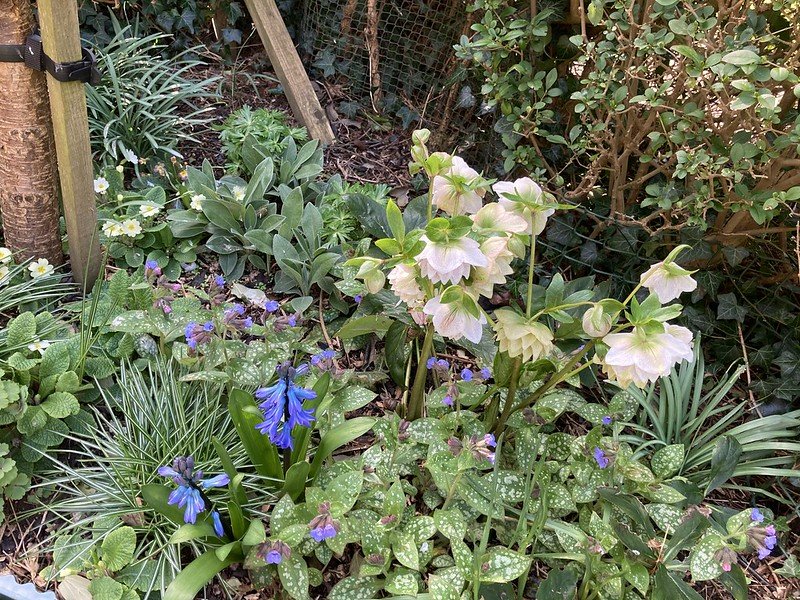Hellebore, hyacinth, pulmonaria, primrose.