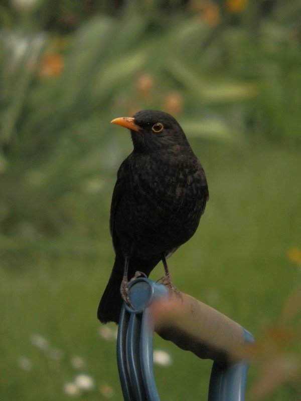 Male blackbird.