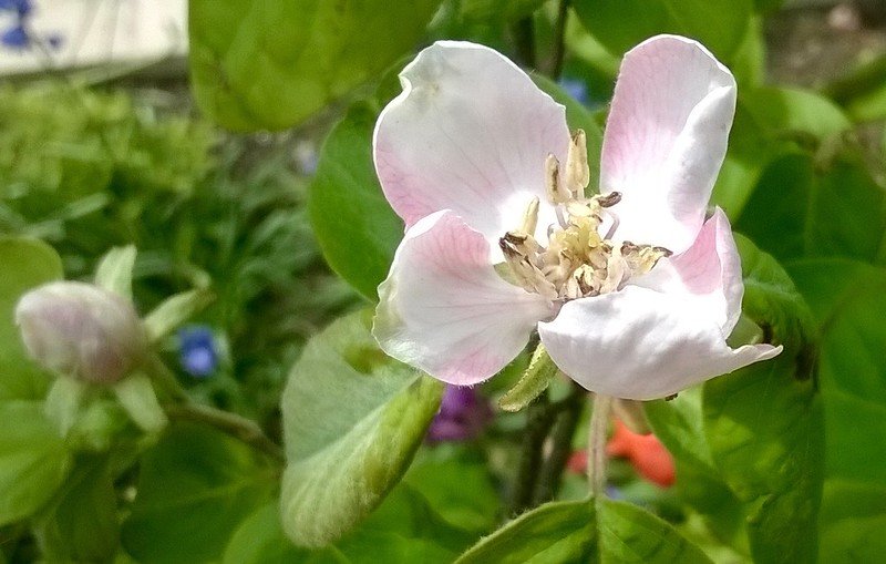 Quince flower.