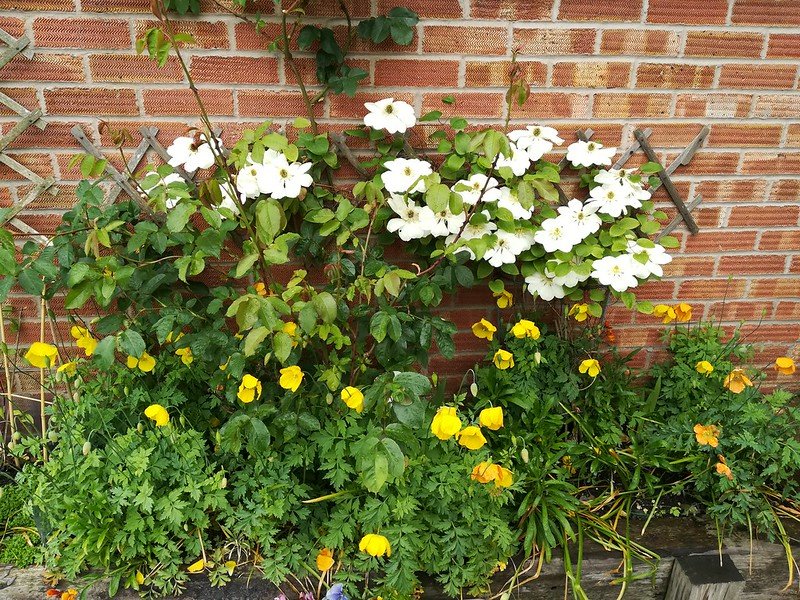 Clematis and Welsh poppies.
