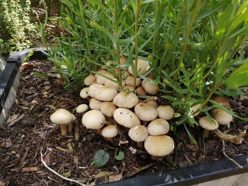 Mushrooms under French tarragon.