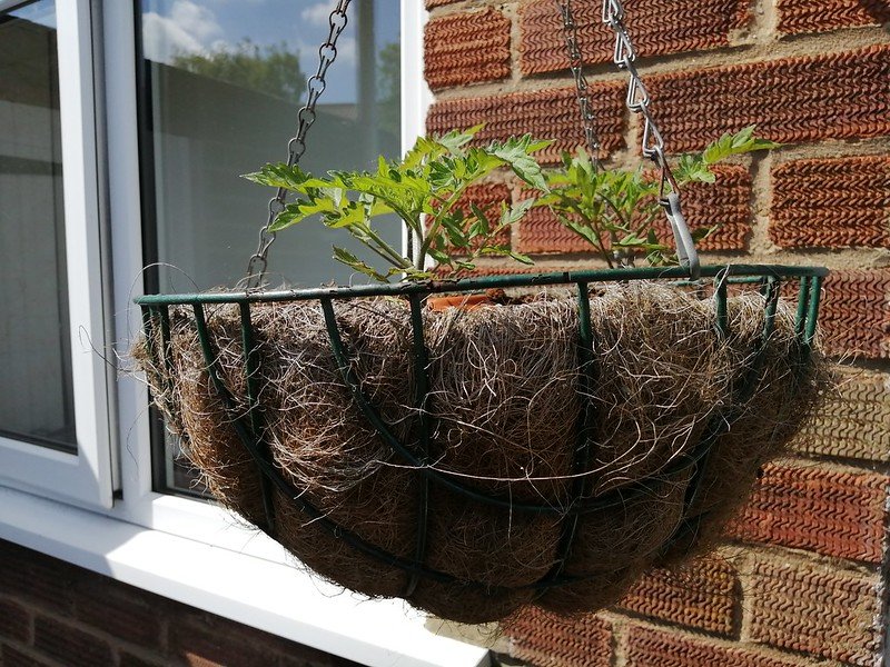 Tumbling Tom tomatoes in a hanging basket.