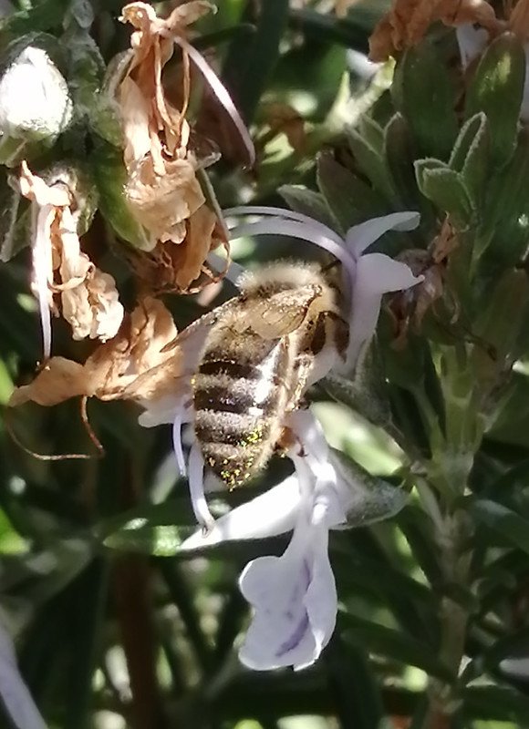 Honeybee in a rosemary flower.