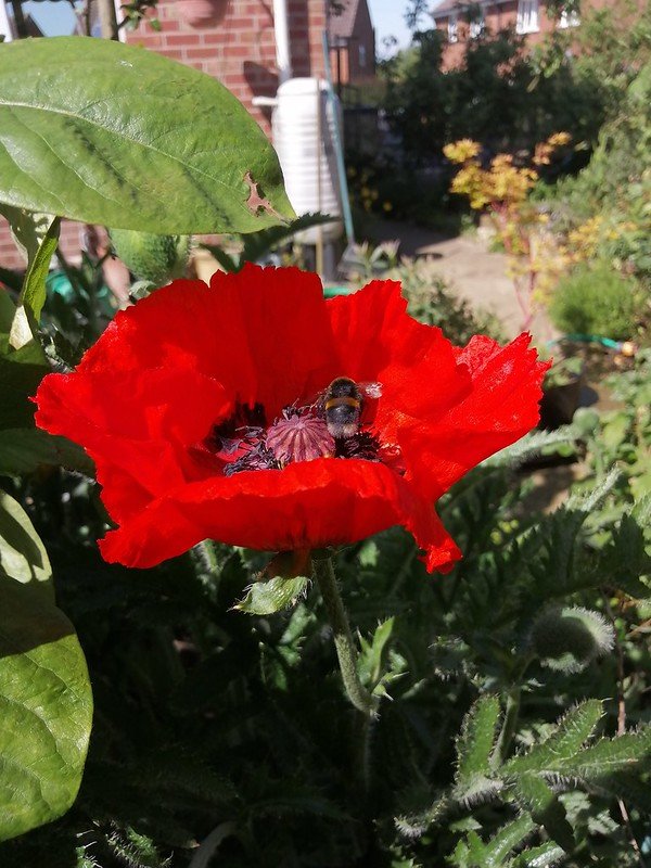 Bee in a poppy.