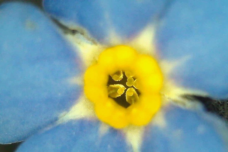 Forget-me-not eye through a USB microscope.