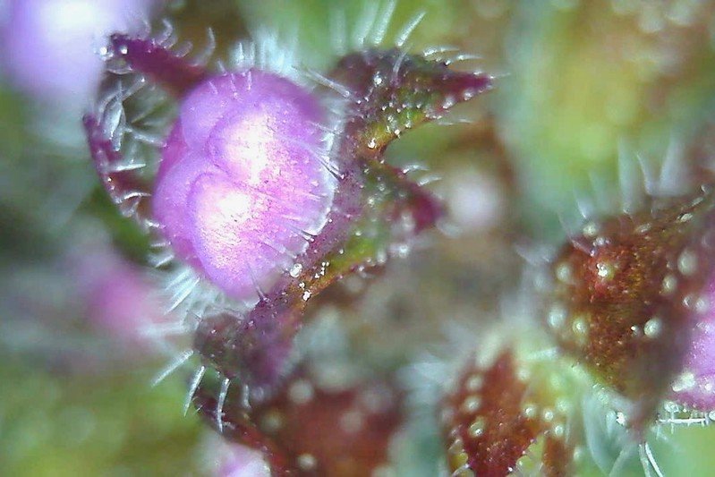 Thyme buds through a USB microscope.