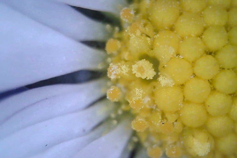Daisy pollen.