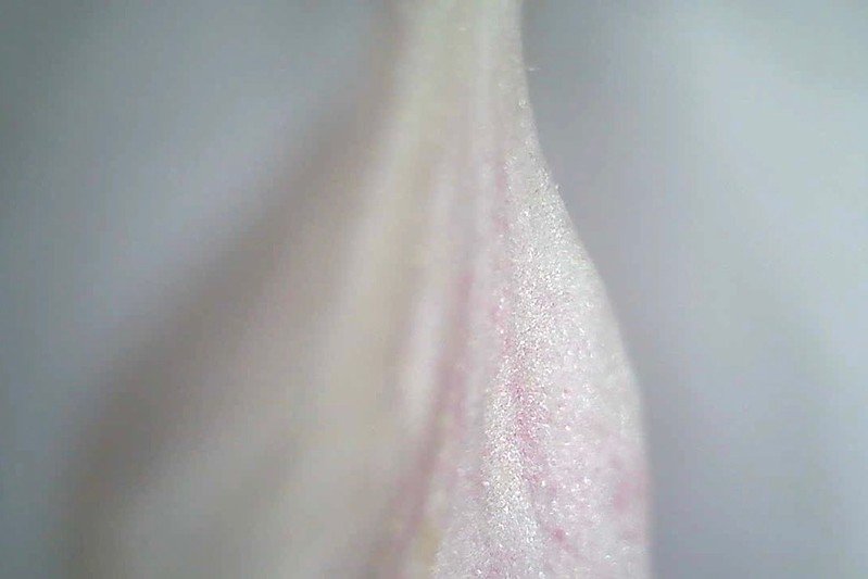 Shimmering apple blossom petal.