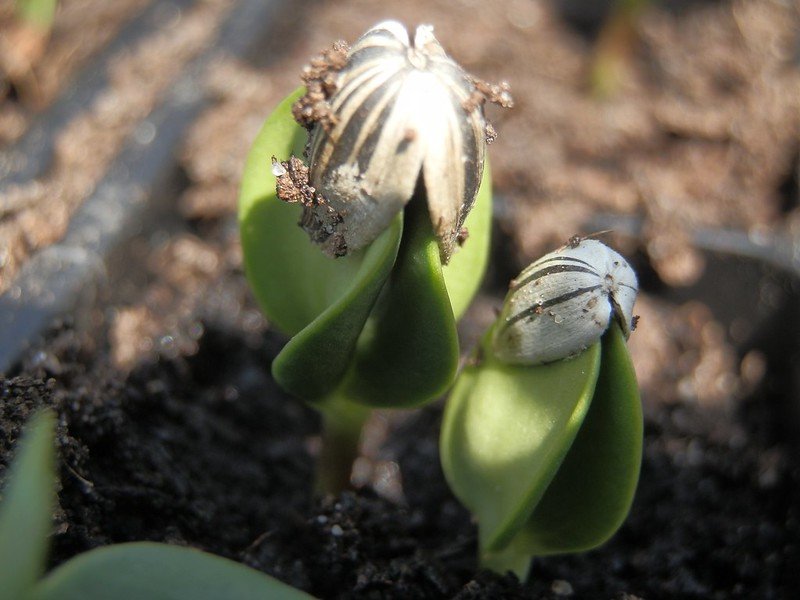 Courgette seedlings.