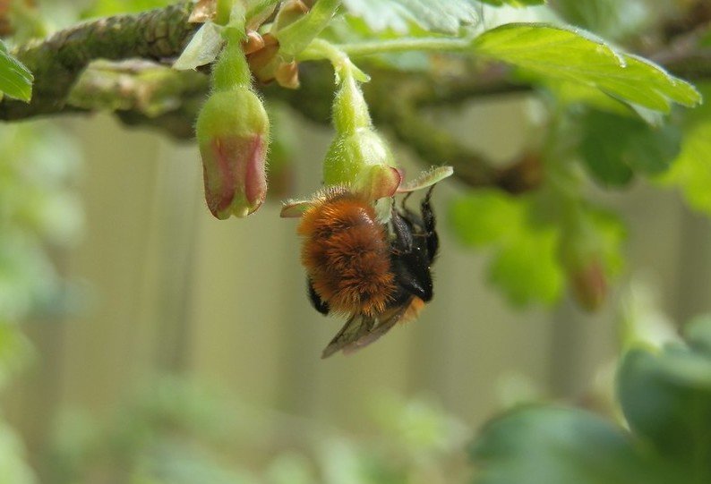 Bee pollinating gooseberries.