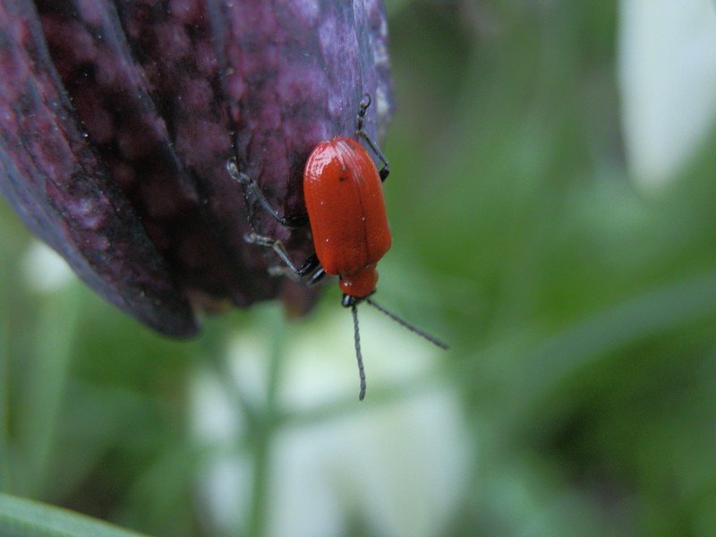 Lily beetle on a snake's head fritillary.