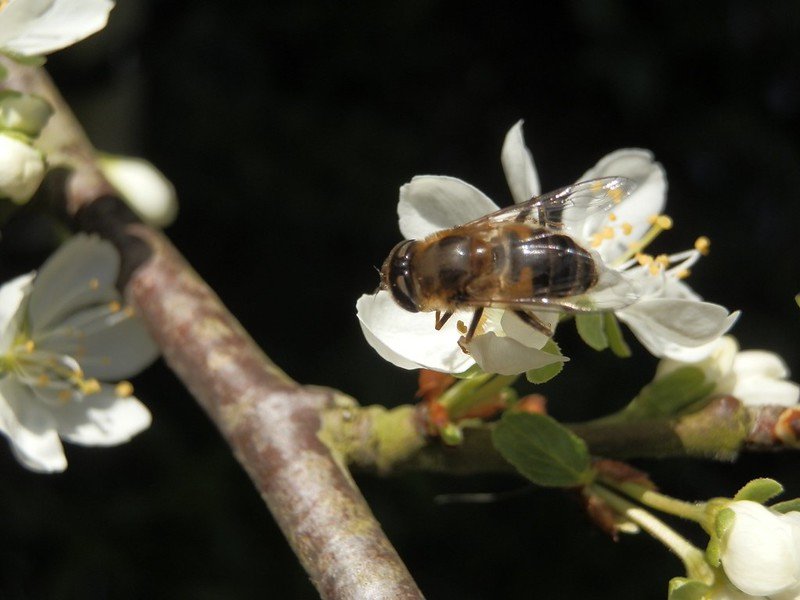 Hoverfly on plum blossom.