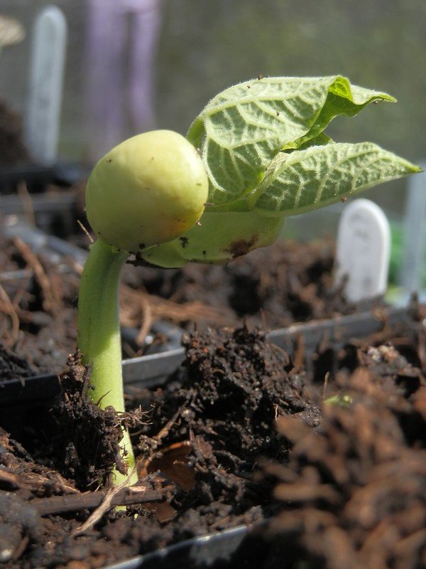 Runner bean seedling.